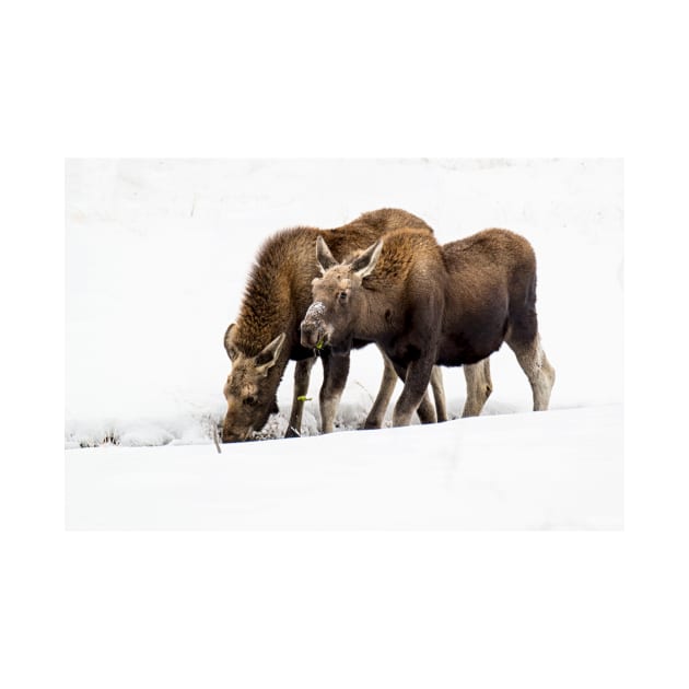 Foraging Moose by StacyWhite