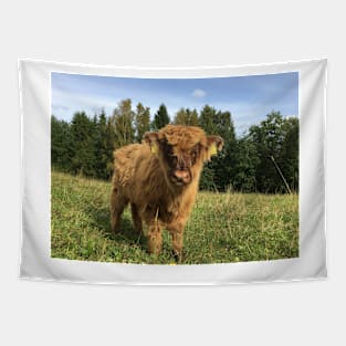 Scottish Highland Cattle Calf 1523 Tapestry