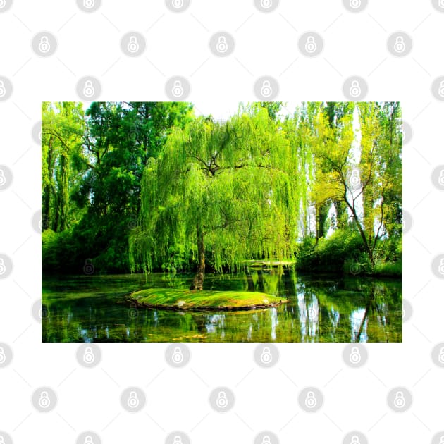 Tiny island with a weeping willow in the centre of a pond full of algae by KristinaDrozd