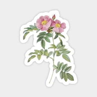 Prairie rose Magnet