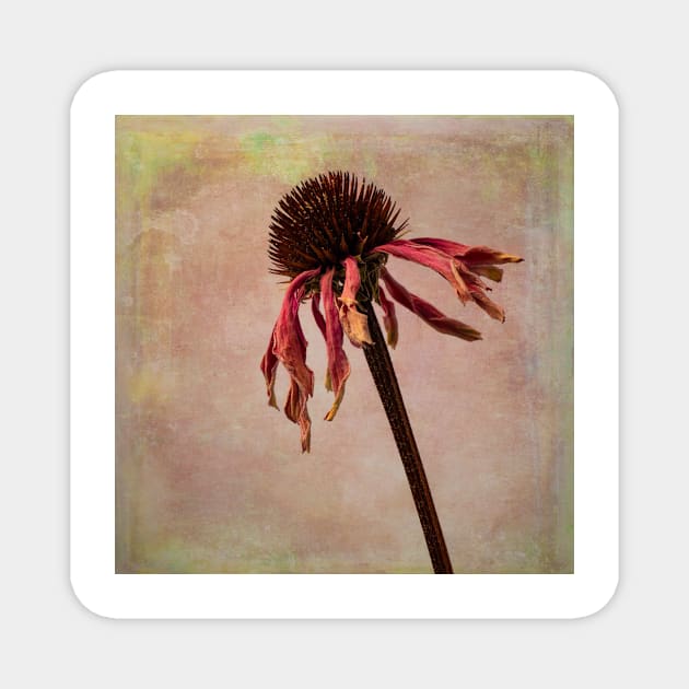 Wilted Weathered Coneflower Magnet by photogarry