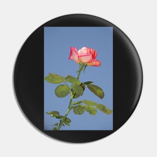 Beautiful rose flower Pin