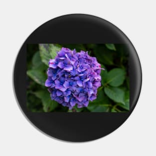Hydrangea Flower Violet & Blue With Green Foliage Pin