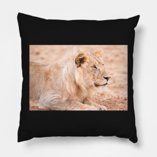 Serengeti Lion #2 Pillow