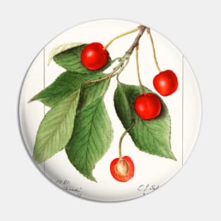 Cherries (Prunus Avium) (1911) Pin