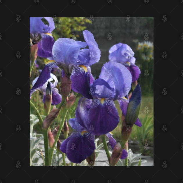 Belles - Irises by All my art