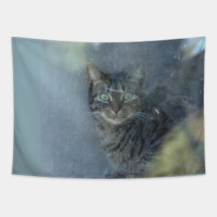 Cat behind a glass pane Tapestry