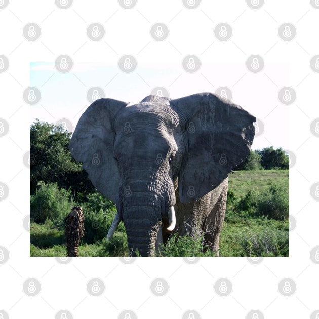African Wildlife Photography Big Ears Elephant by PathblazerStudios