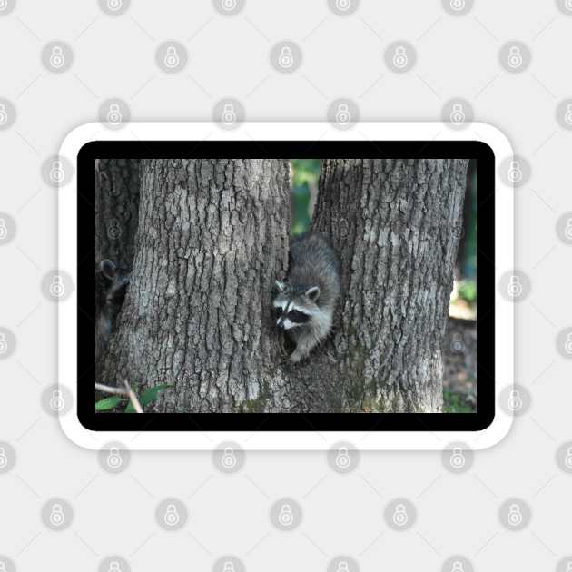 Baby Raccoon in a Tree Magnet by MarieDarcy