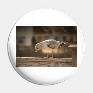 Medium gull Pin