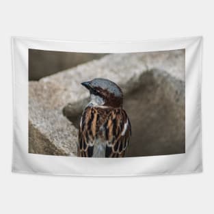 House sparrow sing Tapestry