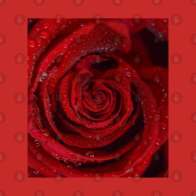 Red rose open bud with water drops by BumbleBambooPrints