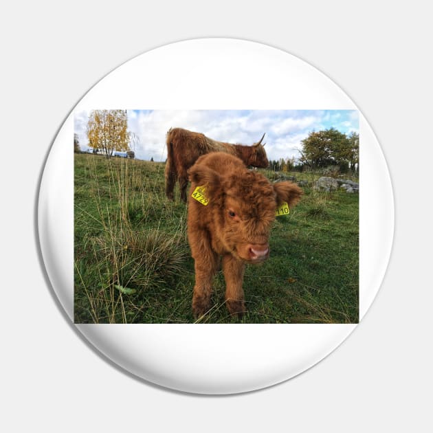 Scottish Highland Cattle Cow and Calf 1569 Pin by SaarelaHighland