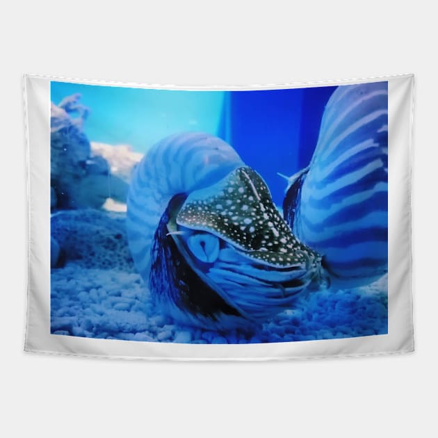 chambered nautilus, nautilidae, mollusk, nautilus, nautilus pompilius, nautilus shell, ammonite, ammonoidea, ammonites, mollusca, molluscs, shell, cephalopod, nudibranch, nudibranch Tapestry by souvenirscape