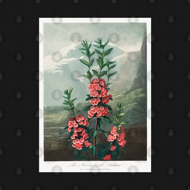 The Narrow–Leaved Kalmia by Cleopsys