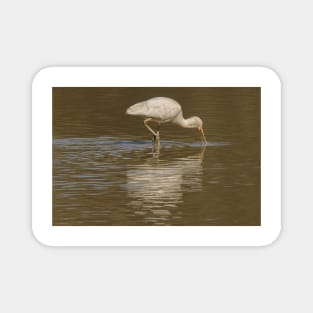 Spoonbill 02 Magnet