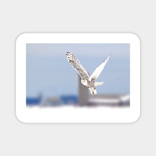 Along a country road - Snowy Owl Magnet