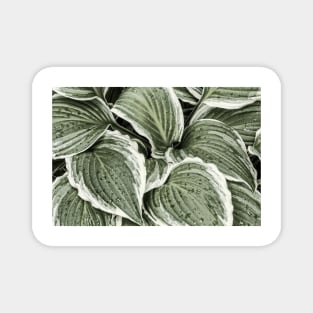 Hosta Leaves In The Rain 6 Magnet