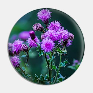 Thistle in full bloom. Pin