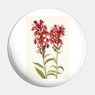 Cardinal flower - Botanical Illustration Pin