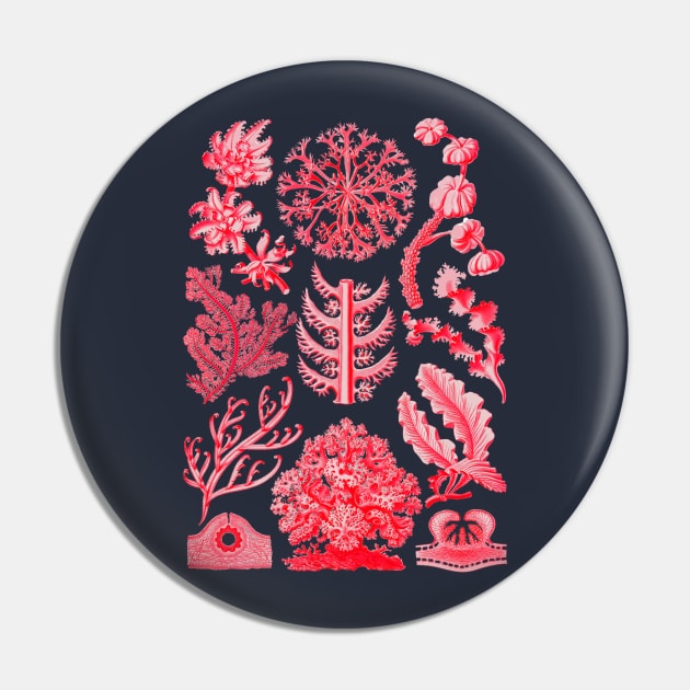 Ernst  Haeckel Florideae Pin by Scientistudio