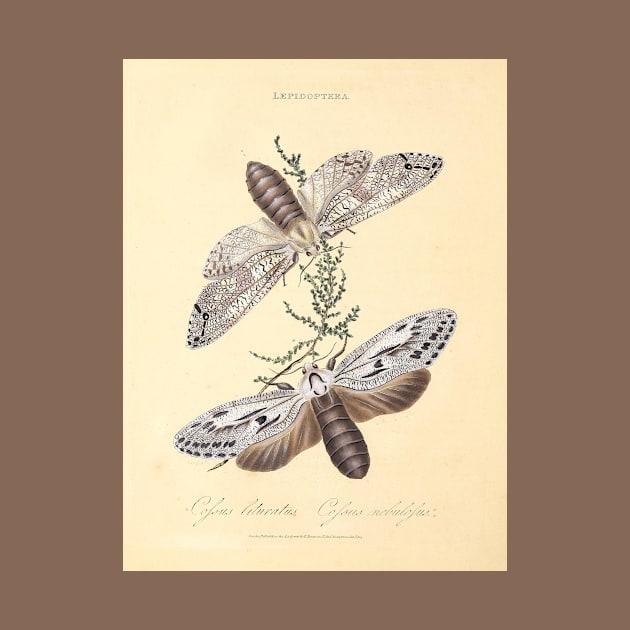 "Lepidoptera" - drawings of moths or butterflies; Sydney, Australia, 1805 - page from vintage book, cleaned and restored by retrografika