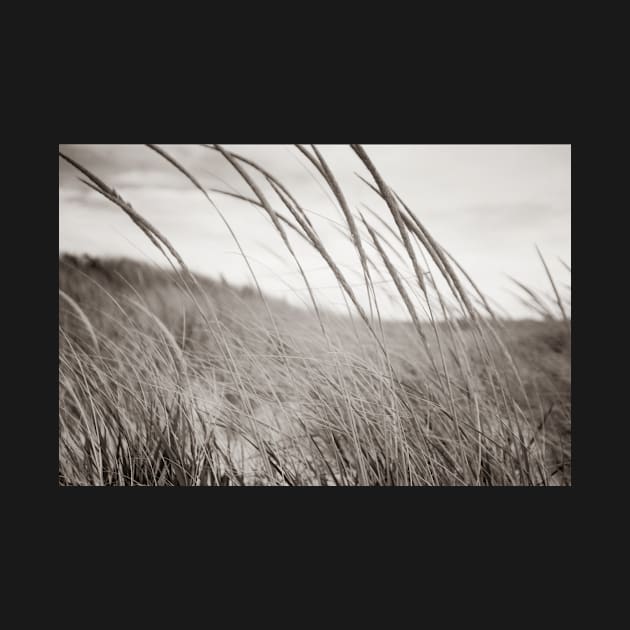 Abstract sepia toned effect Marram grass blowing in wind.  imagine this on a  card or gracing your room as wall art fine art canvas or framed print on your wall by brians101