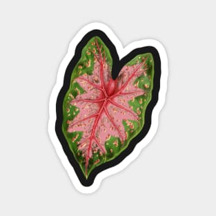 Caladium hybrid - botanical illustration Magnet