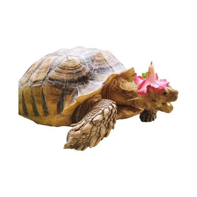 Sulcata with Flower Hat by Graceheartwork