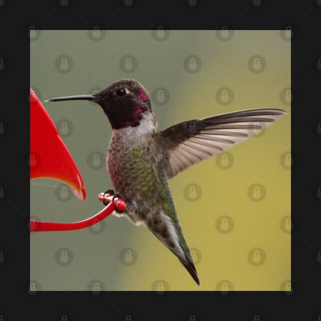 Hummingbird at feeder by SandiLin