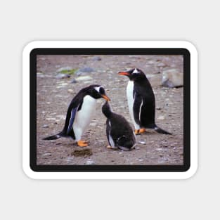 Gentoo Penguin Family Feeding Chick Magnet