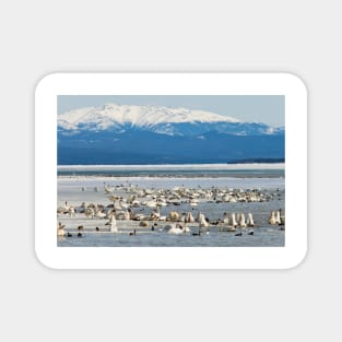 Migratory waterfowl gathers at Swan Haven, Marsh Lake, Yukon Magnet