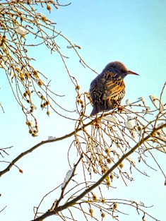 Birds - Sparrow on a Winter Branch Magnet