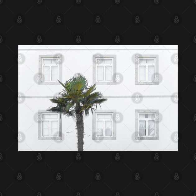 Palm Tree and Windows by ZUCCACIYECIBO