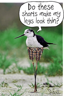 Bird Shorts Magnet