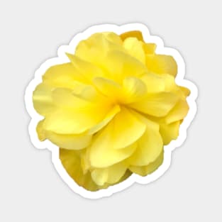 Yellow Double Begonia Close-up Magnet