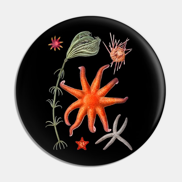 Starfish varieties Pin by NightvisionDesign