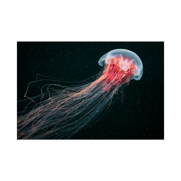 Lion's mane jellyfish (C010/4633) by SciencePhoto