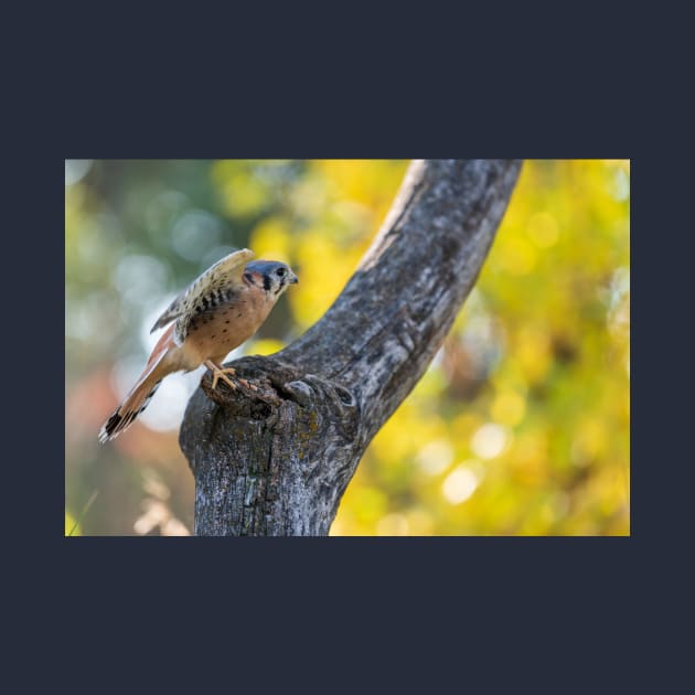 Autumn Kestrel by gdb2