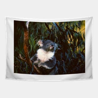 Koala 2 Tapestry