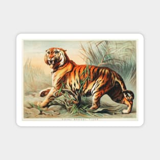 Royal Bengal Tiger (1880) Magnet