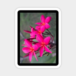 plumeria-flowers-frangipani-floral-blossom-purple-shirtyshirto-23 Magnet