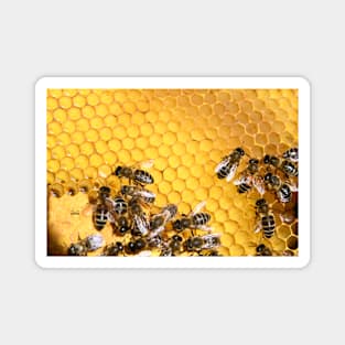 Honey honeycomb / Swiss Artwork Photography Magnet