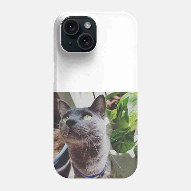 Mace the Cat Enjoying the Sun Phone Case by Bufo Boggs