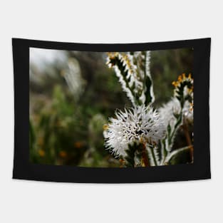 Silver Puff (Uropappus lindleyi) Tapestry