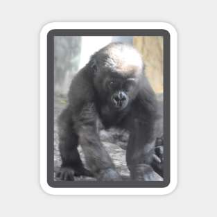 Western Lowland Gorilla baby Magnet