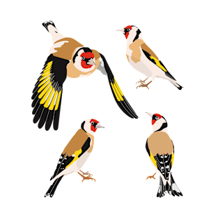 Goldfinches isolated on white background T-Shirt