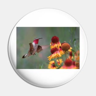 Male Broad Tailed Hummingbird At Gaillardia Pin