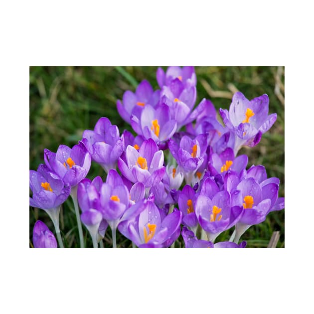 Clump of English wild purple crocuses by Violaman