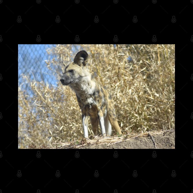 African Wild Dog by MarieDarcy